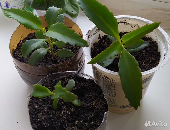 Каланхоэ лечебное