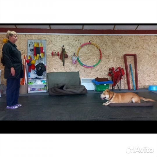 Кинолог(дрессировка собак)