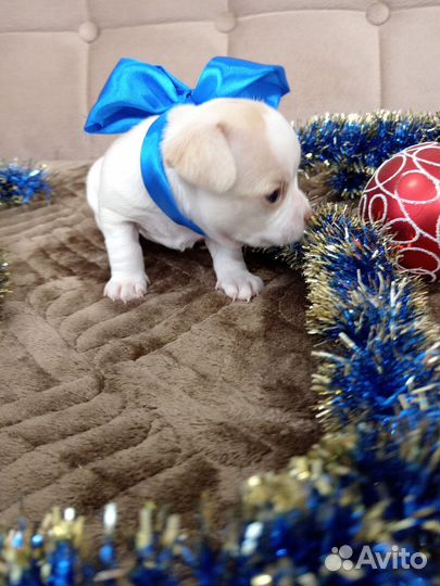 Щенки чихуахуа