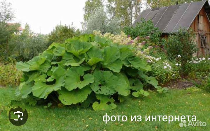 Белокопытник растение