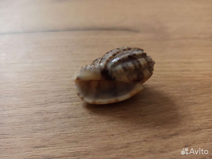 Морская раковина