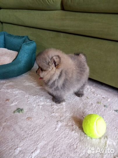 Померанский шпиц медвежьего типа