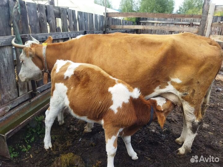 Корова дойная