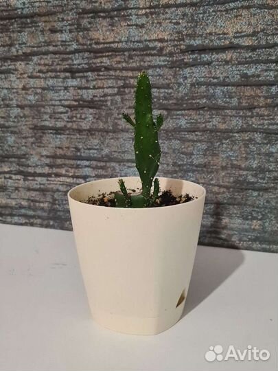 Кактус опунция