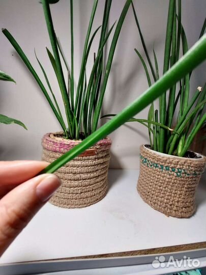 Сансевиерия