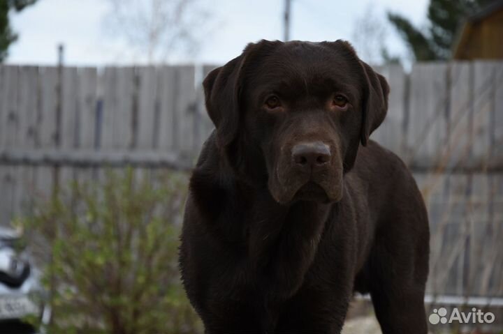 Вязка Лабрадора