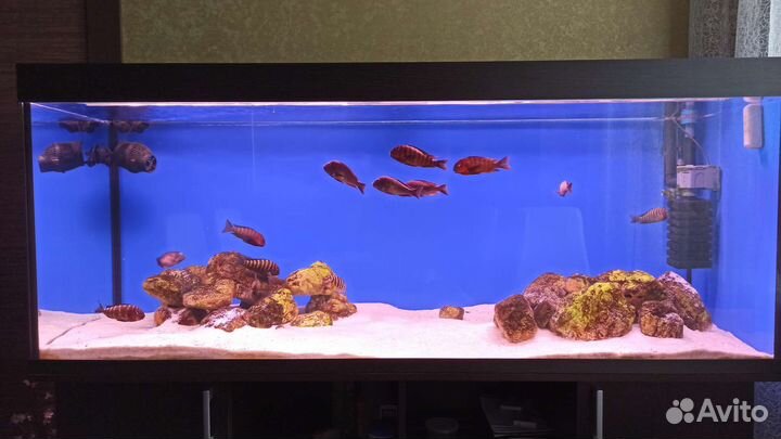 Аквариум 480 литров