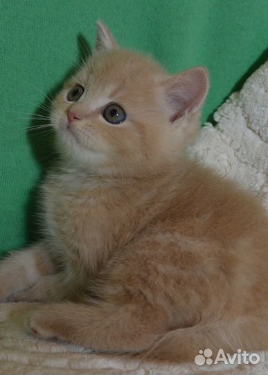 Британский кремовый мальчик