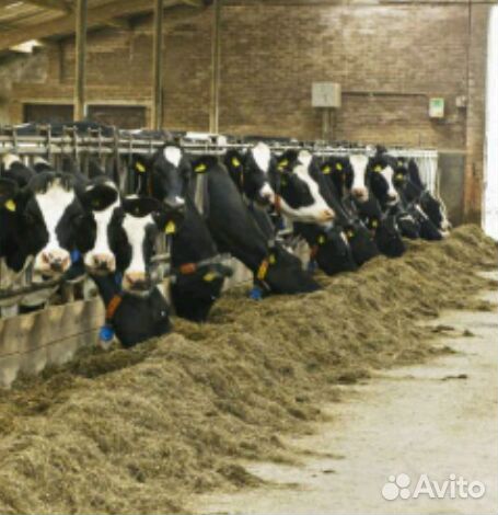 Бычки телки