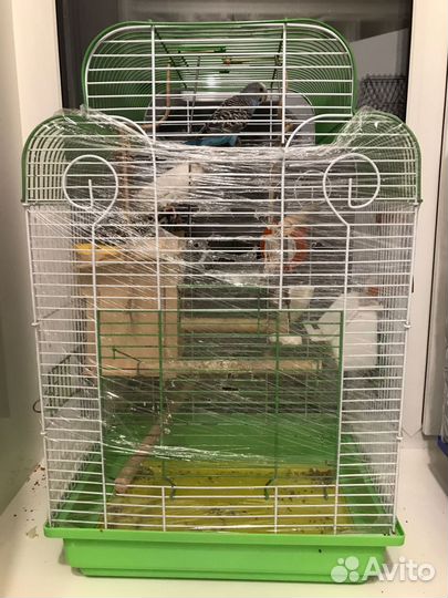 Пара волнистых попугаев