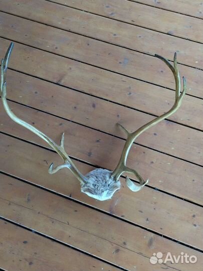Рога оленя