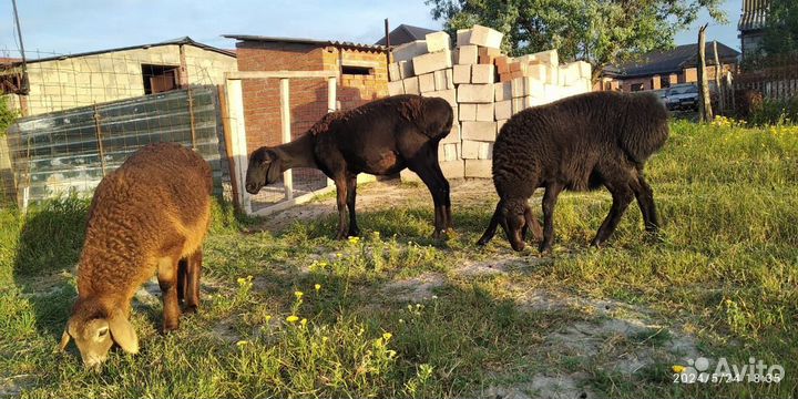 Овцы бараны ягнята, Гисарские