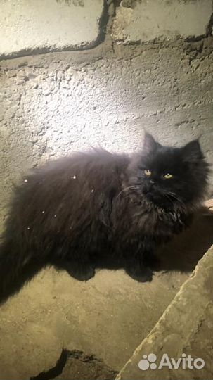 Котик в добрые руки