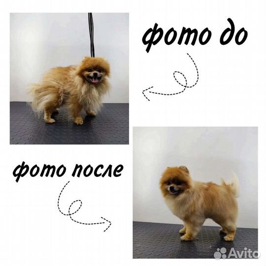 Стрижка,уход для собак/кошек. Груминг