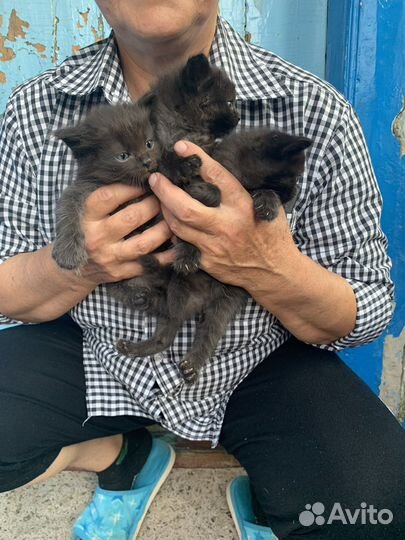 Чистокровные котята дворянской породы