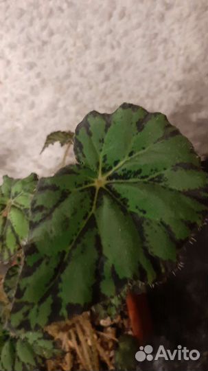 Бегония,цветущая и бегония тигровая