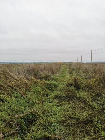 Участок 13,5 сот. (ИЖС)