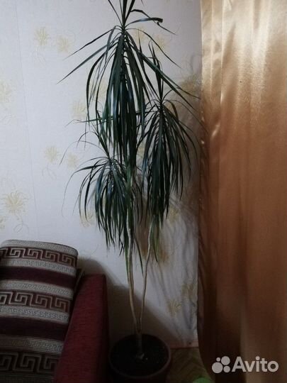 Фикус и Драцена