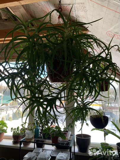 Крупные комнатные растения