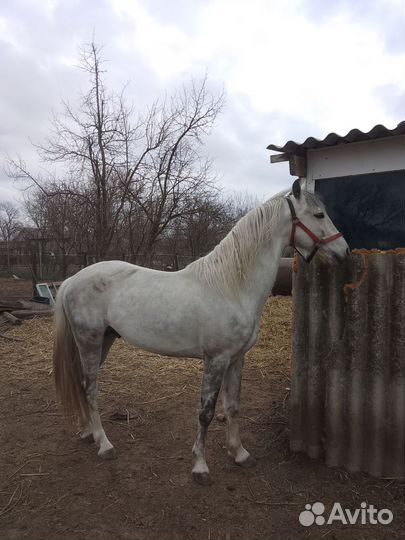 Орловский рысак