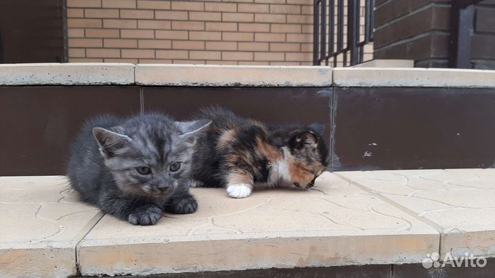 Подарю котят