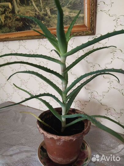 Алоэ столетник