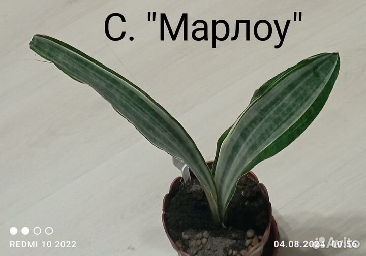 Сансевиерии 