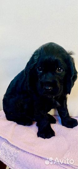 Английский коккер спаниель