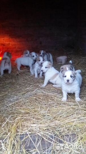 Среднеазиатская овчарка алабай щенки