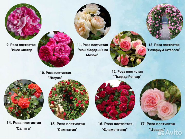 Зимостойкие саженцы роз