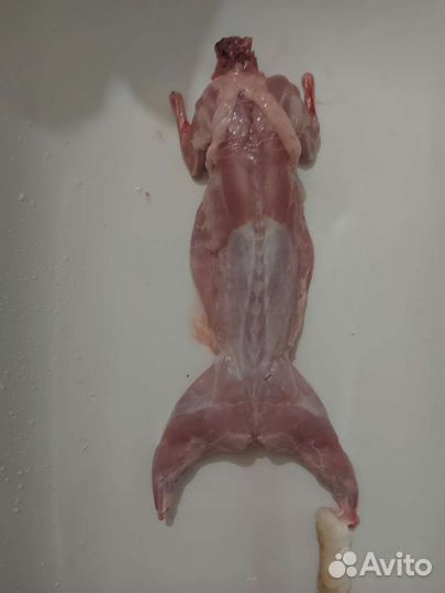 Мясо кролика