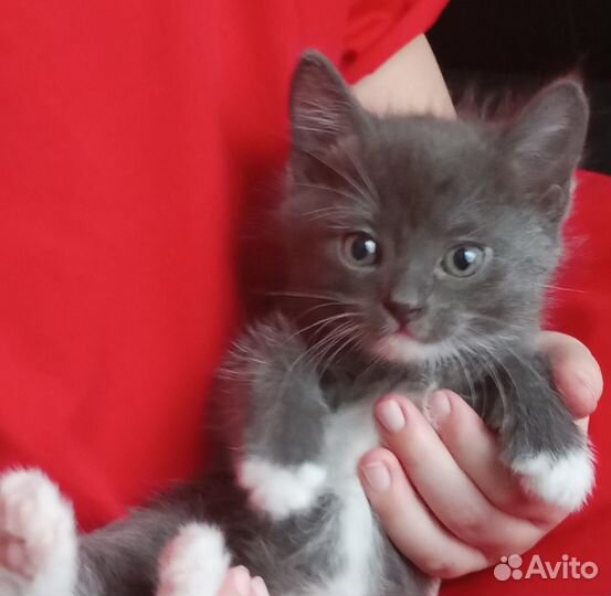 Котята в добрые руки даром