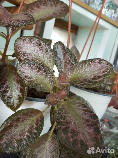 Комнатные растения