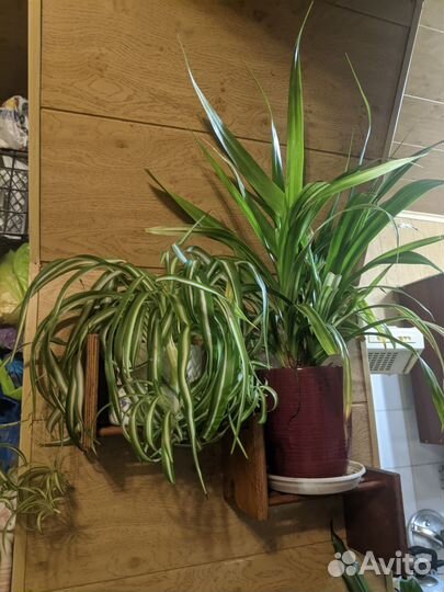 Комнатные растения цветы