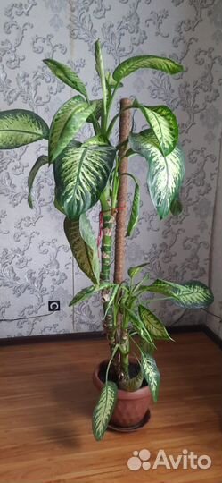 Диффенбахия