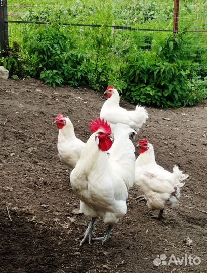 Петух Бресс Гальский