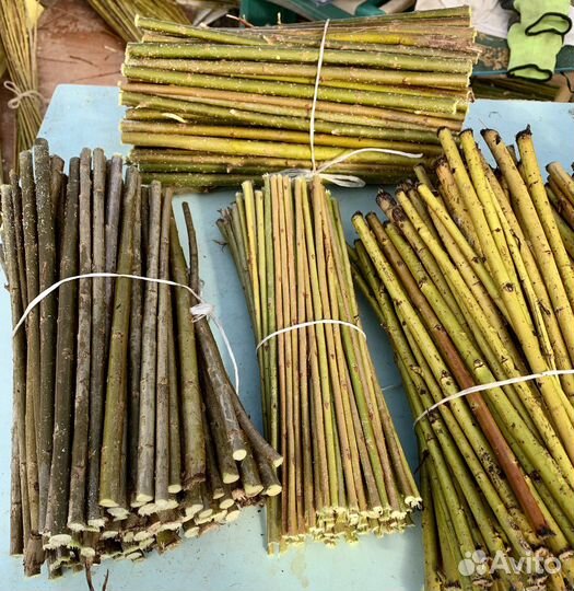 Черенки сортовой ивы