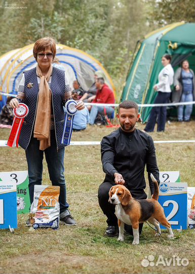 Профессиональный хендлер