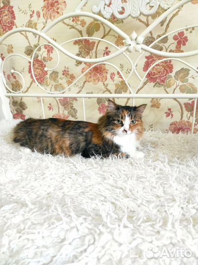 Кошечка Лана