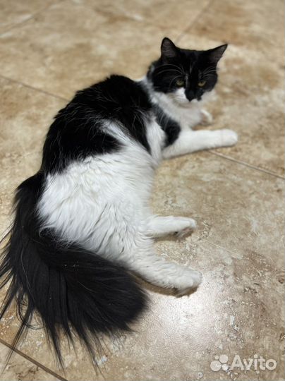 Помогите Филе