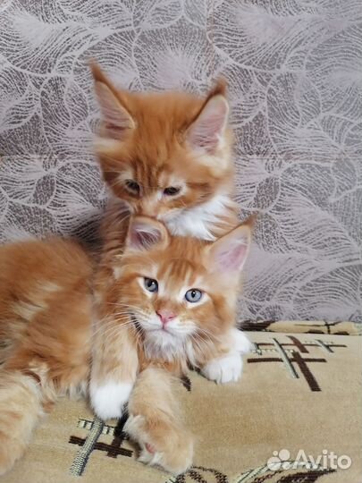 Продам чистокровных котят Мейн-кун