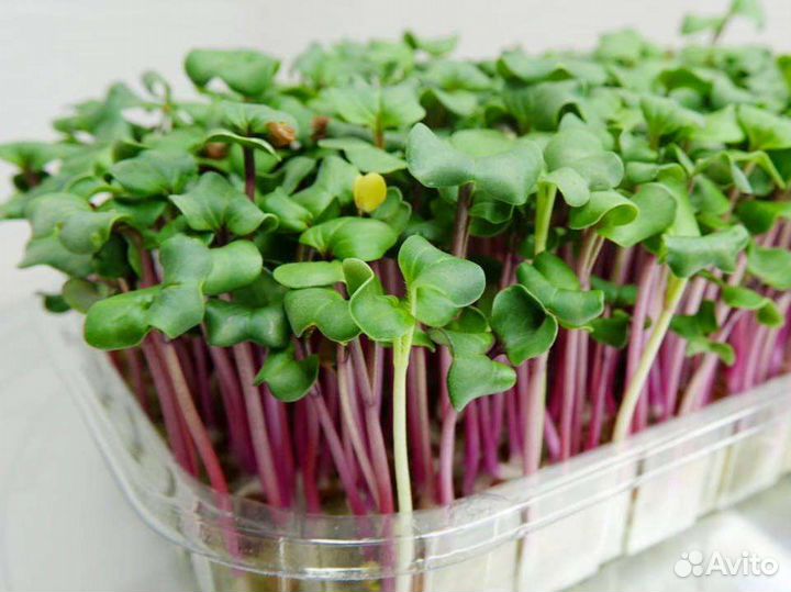 Микрозелень