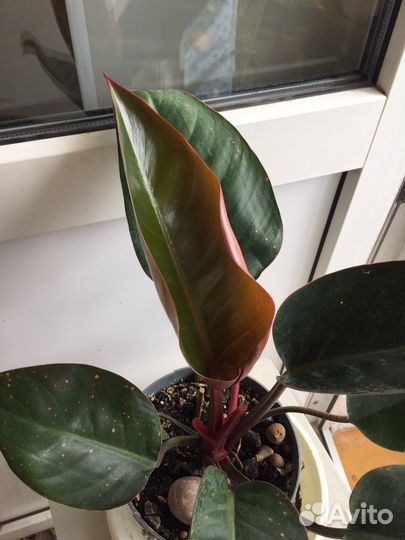 Филодендроны и монстера обликва(манки маск)