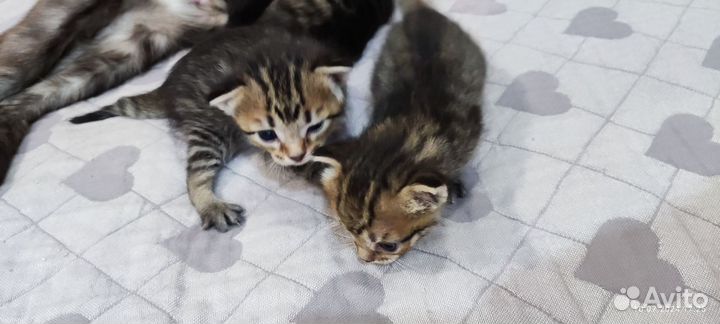 Отдам в добрые руки котят