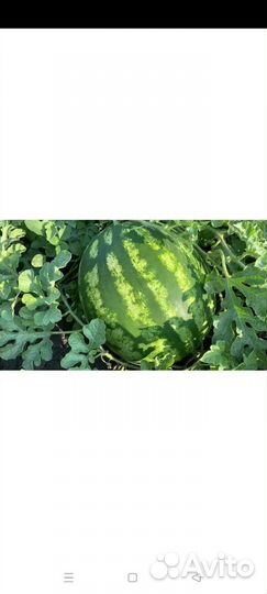 Арбуз оптом Каристан