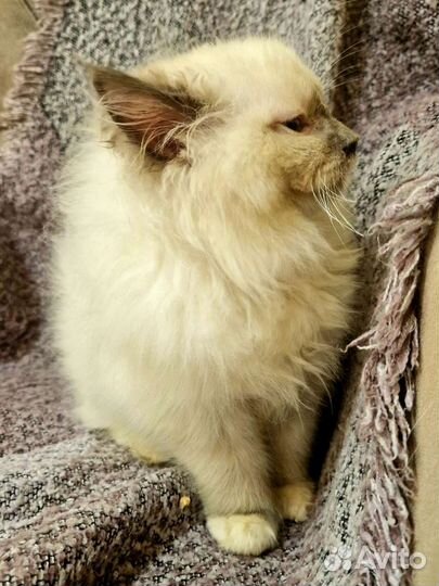 Котенок регдолл, девочка