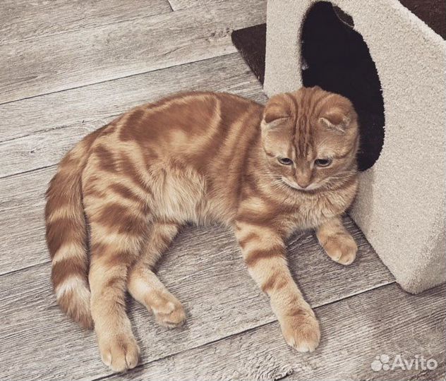 Шотландские вислоухие и прямоухие котята