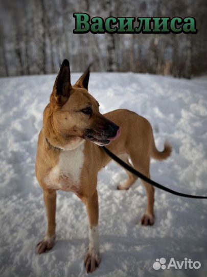 Породистая красивая рыжая ласковая собака