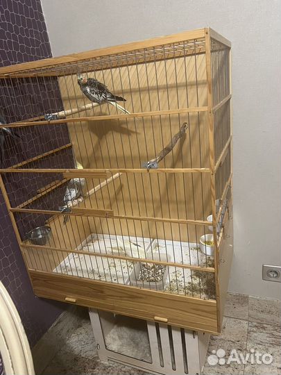 Попугай корелла два пара с клеткой