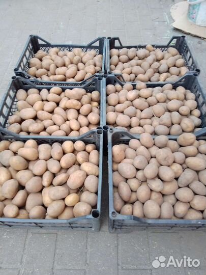 Семенной картофель